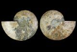 Agatized Ammonite Fossil - Madagascar #135279-1